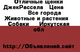 Отличные щенки ДжекРассела › Цена ­ 50 000 - Все города Животные и растения » Собаки   . Иркутская обл.